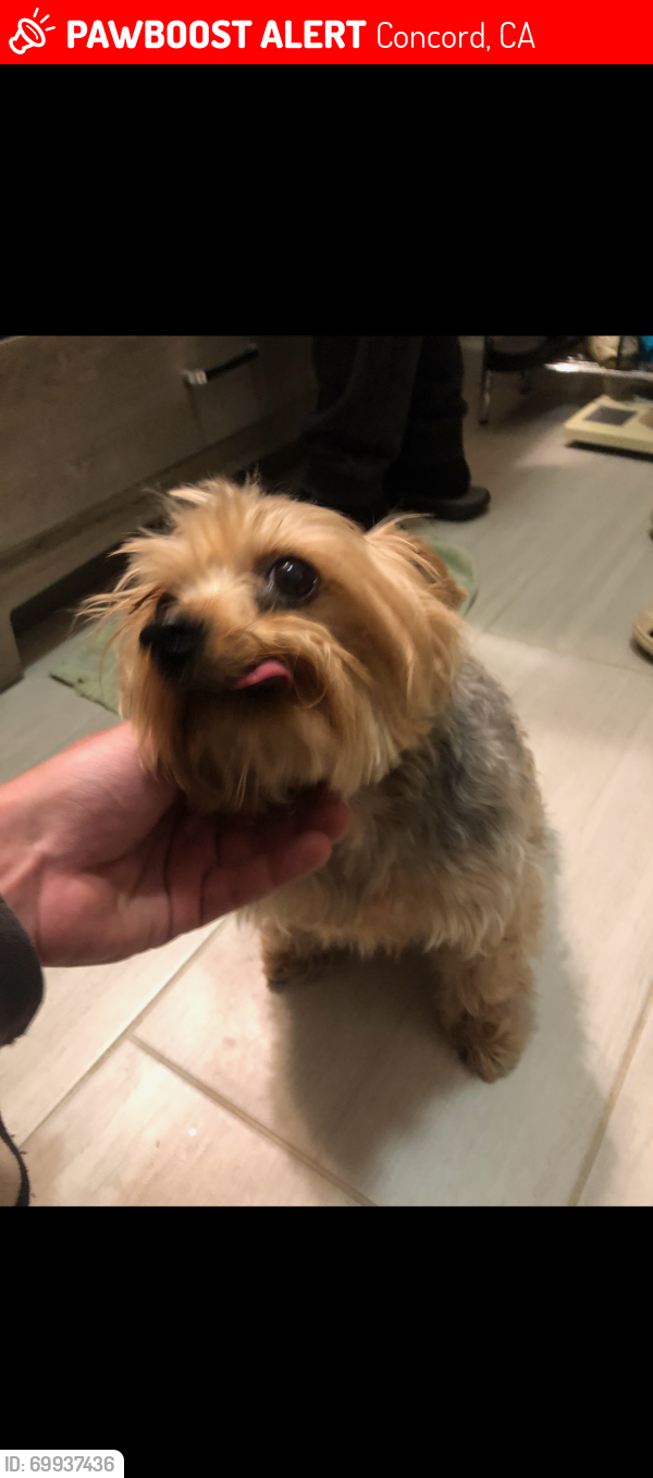 Lost Male Dog last seen Knoll Dr and Grant St., Concord, CA 94520