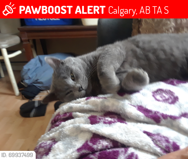 Lost Male Cat last seen Park in Fonda , Calgary, AB T2A 5S5