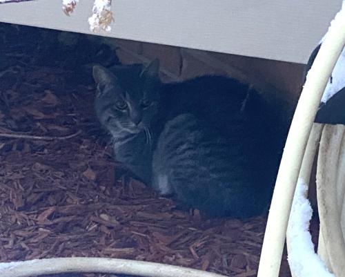 Found/Stray Unknown Cat last seen Buxton Court Alexandria VA 22315, Alexandria, VA 22315