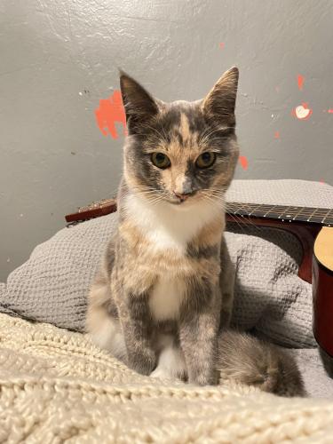 Lost Female Cat last seen Machado Way, 93905, Princesa Market, Salinas, CA 93905