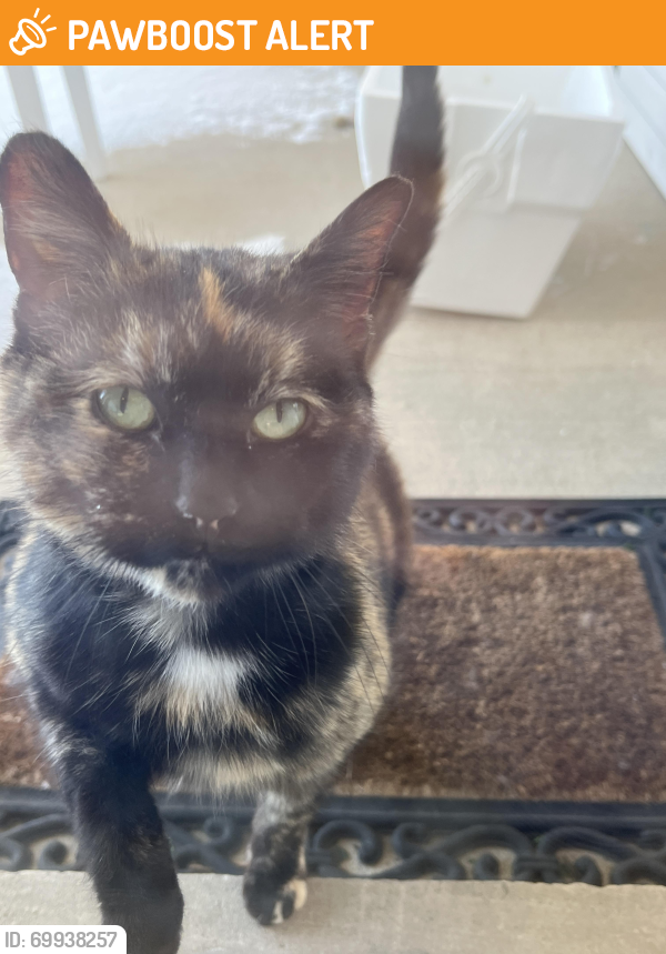 Dearborn Heights, MI Stray Cat Found Near John daly and cherry hill