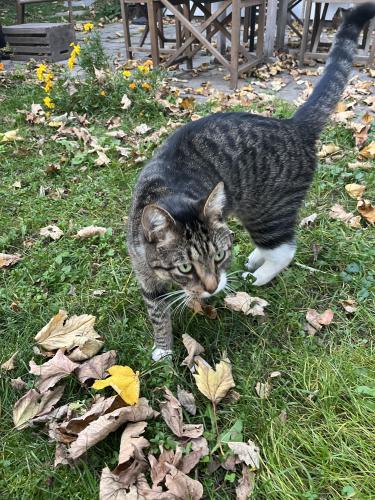 Lost Male Cat last seen Loveland Street and Ackers Ave, Brookline, MA 02445