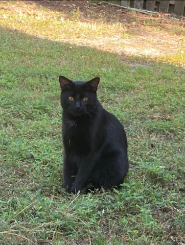 Lost Male Cat last seen Racine drive , Wilmington, NC 28403