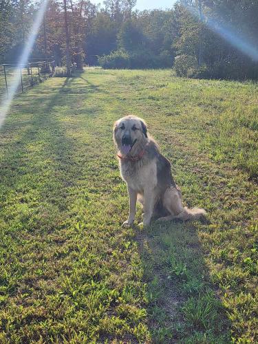 Lost Male Dog last seen BUTTERMILK ROAD ALABAMA STATE LINE, Cave Spring, GA 30124