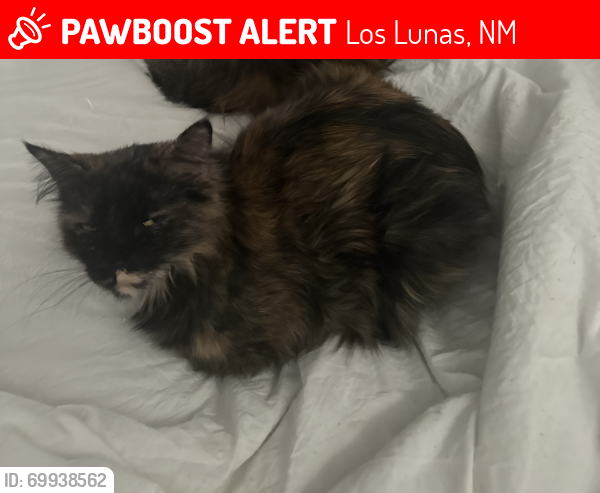 Lost Female Cat last seen Sundance Elementary School , Los Lunas, NM 87031