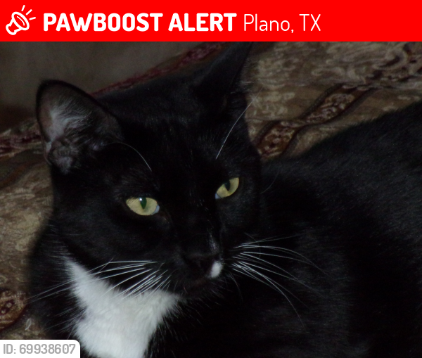 Lost Male Cat last seen browning/elmhurst 75093, Plano, TX 75093