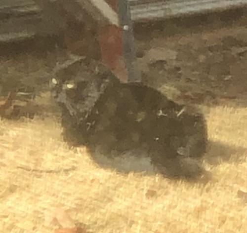 Found/Stray Unknown Cat last seen Whitlock and Dallas Circle, Marietta, GA 30060