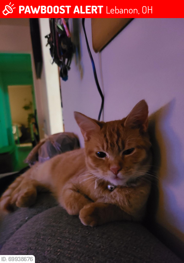 Lost Male Cat last seen Drexel ave Lebanon Ohio , Lebanon, OH 45036