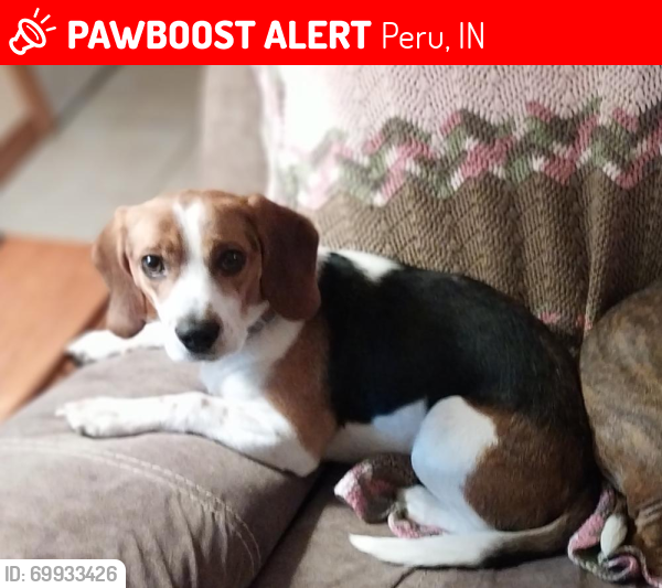 Lost Female Dog last seen W Oldstone road/ W Logansport road/ McDonald's/Miami county vet clinic, Peru, IN 46970