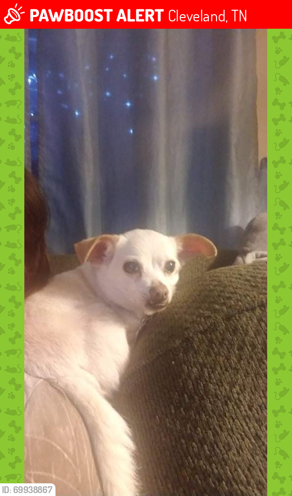 Lost Male Dog last seen Clingan Drive nw & 19th street, Cleveland TN (Windsor Place apmts), Cleveland, TN 37311