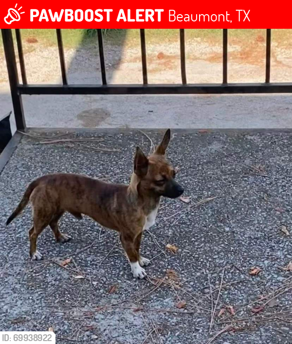 Lost Male Dog last seen Elgie st , Beaumont, TX 77705