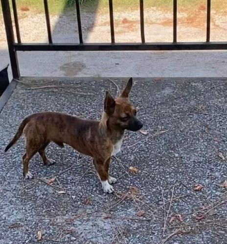 Lost Male Dog last seen Elgie st , Beaumont, TX 77705