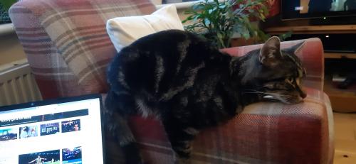 Lost Male Cat last seen Fosse Recreation Ground, Leicester, England LE3 9RF