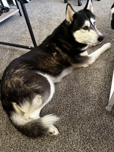 Lost Female Dog last seen Coors and i-40 , Albuquerque, NM 87104