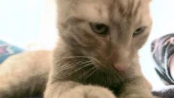 Reunited Male Cat last seen glendale heights, Glendale Heights, IL 60139