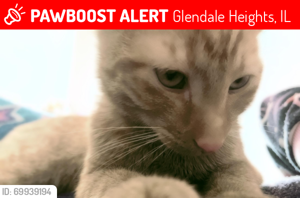 Lost Male Cat last seen glendale heights, Glendale Heights, IL 60139