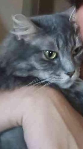 Lost Female Cat last seen Gibson SW & 98th SW , Albuquerque, NM 87121