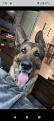 Lost Male Dog last seen Morris Run Road pull off, Morris Run, PA 16912