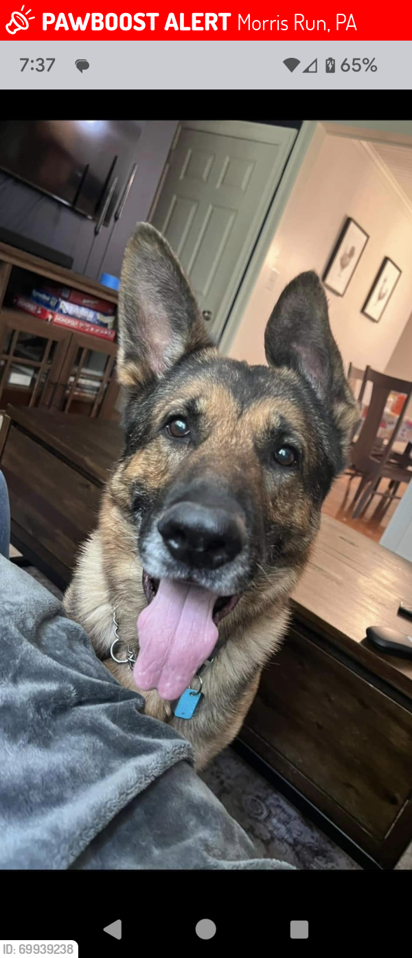 Lost Male Dog last seen Morris Run Road pull off, Morris Run, PA 16912