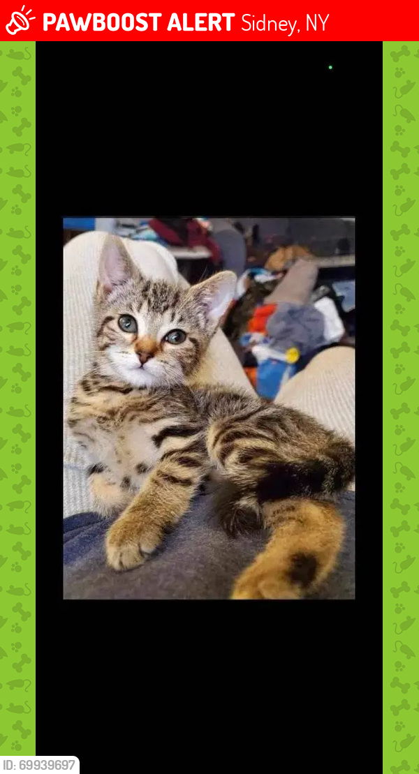 Lost Male Cat last seen Tall Pines campground, Rte 8 , Guilford, NY 13809