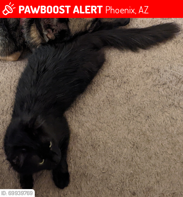Lost Female Cat last seen N 7th St & E Bell Rd, Phoenix, AZ 85022