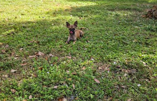 Lost Female Dog last seen Rotary park fort pierce , Fort Pierce, FL 34947
