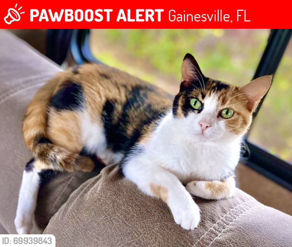 Lost Female Cat last seen Hunters Run on SW Williston rd, Gainesville, FL 32608