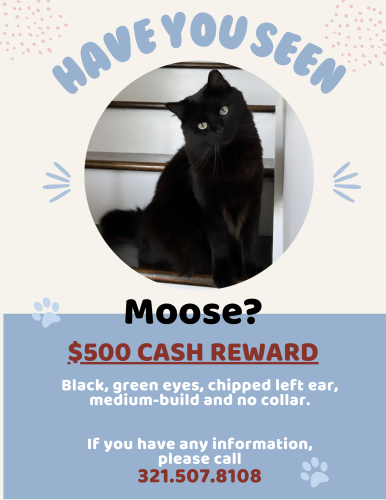 Lost Male Cat last seen Quigley Blvd. , Silver Lake, NC 28412