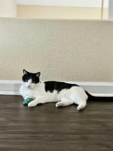 Lost Male Cat last seen 7th Ave and Greenway , Phoenix, AZ 85023