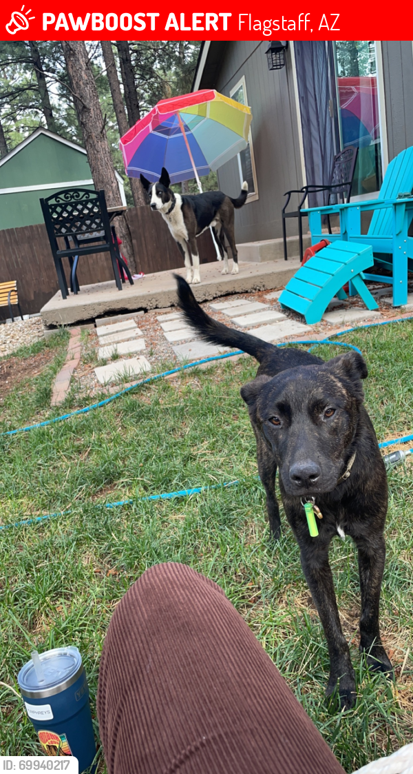 Lost Female Dog last seen Arboretum off Woody mountain road, Flagstaff, AZ 86001