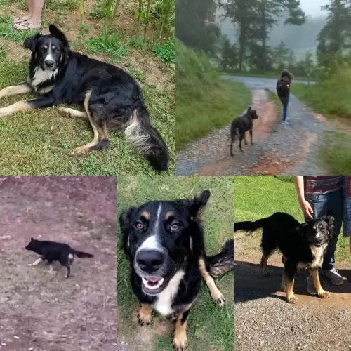Lost Male Dog last seen Grassycreek Tennessee , Copperhill, TN 37317