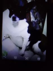 Lost Female Dog last seen Jim Miller and Elam, Dallas, TX 75217
