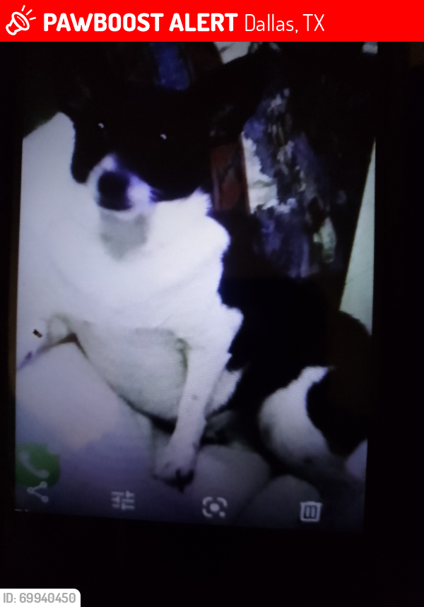 Lost Female Dog last seen Jim Miller and Elam, Dallas, TX 75217