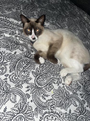 Lost Male Cat last seen Mini dr, Vallejo, CA 94589