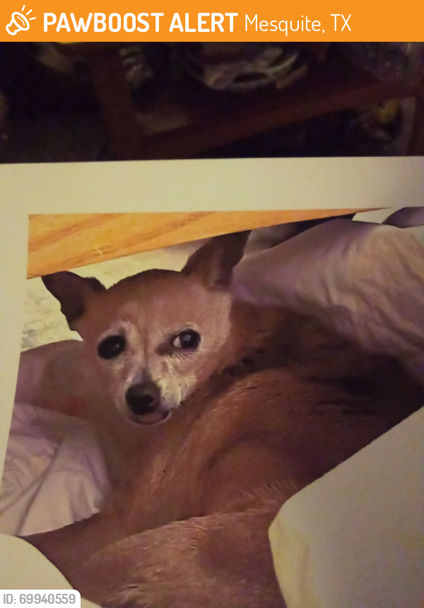 Mesquite, TX Stray Dog Found Near Motley PawBoost