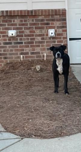 Found/Stray Male Dog last seen In the Preserves neighborhood running parallel with Mitc bridge road north , Athens, GA 30606