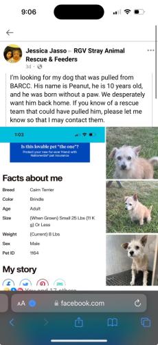 Lost Male Dog last seen Near Ofelia Circle Brownsville Texas , Brownsville, TX 78521