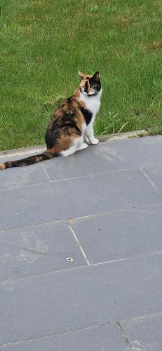 Lost Female Cat last seen Newton Road, Marston Grove, Bowstoke Road, West Midlands, England B43