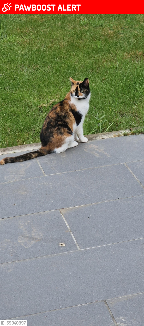 Lost Female Cat last seen Newton Road, Marston Grove, Bowstoke Road, West Midlands, England B43