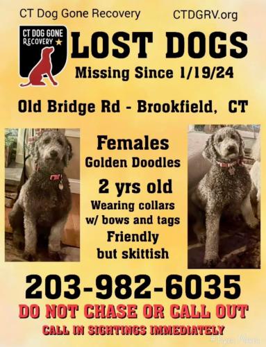 Lost Female Dog last seen Close to Long Meadow Hill Road (Near BHS), Brookfield, CT 06804