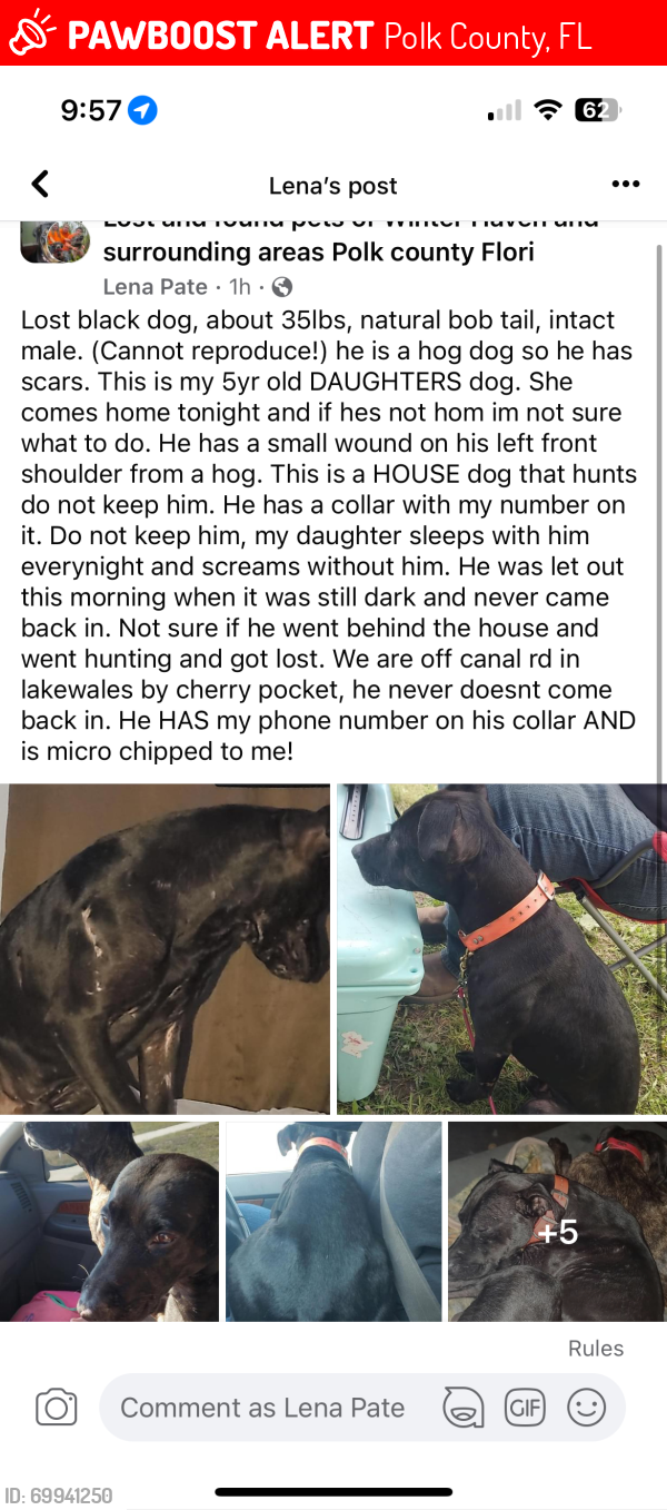 Polk County, FL Lost Male Dog, Amos Is Missing PawBoost