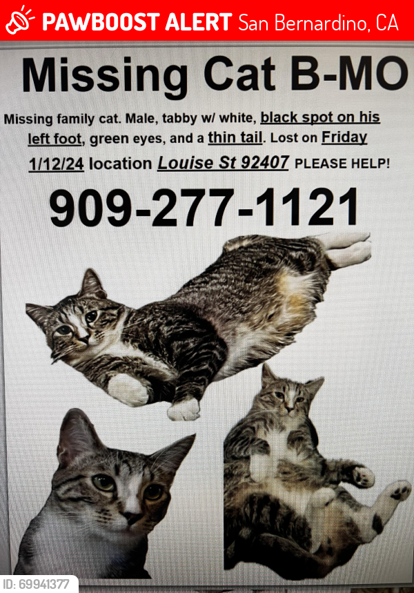 Lost Male Cat last seen Louise st , San Bernardino, CA 92407