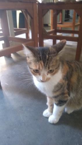 Lost Female Cat last seen Rua Carlos Gomes , Porto Feliz, SP 18540-000