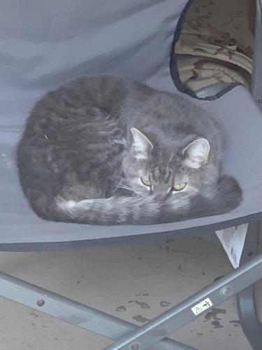 Lost Female Cat last seen SR135 and County Line Road , Indianapolis, IN 46217