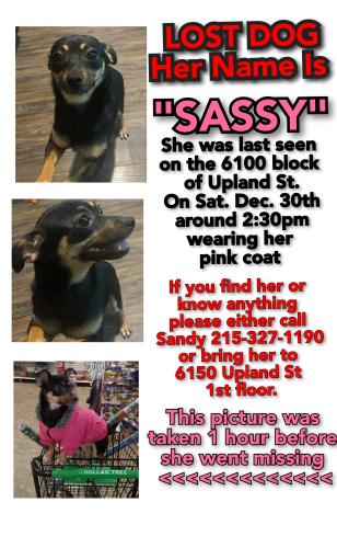Lost Female Dog last seen 61st and Chester Ave/Woodland Ave , Philadelphia, PA 19142