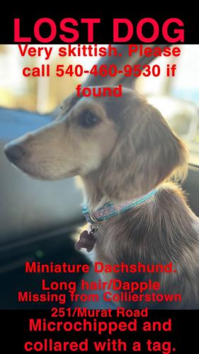 Lost Female Dog last seen 6 miles from 56 Murat Road Lexington Va 24450, Lexington, VA 24450