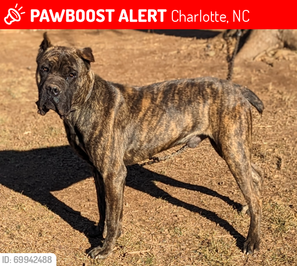 Lost Male Dog last seen Lake road, Charlotte, NC 28269