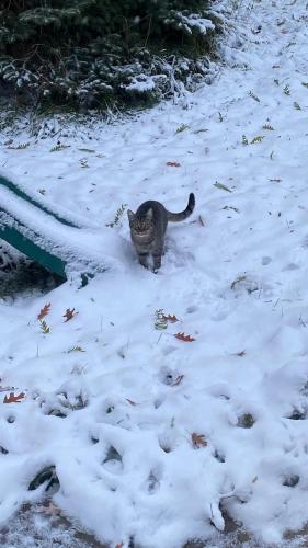 Lost Male Cat last seen Russell Ave N & 51st Ave N, Minneapolis, MN 55430