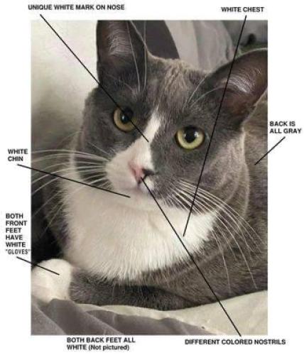 Lost Male Cat last seen Theodosia Between Spencer & Burns 63114, Overland, MO 63114