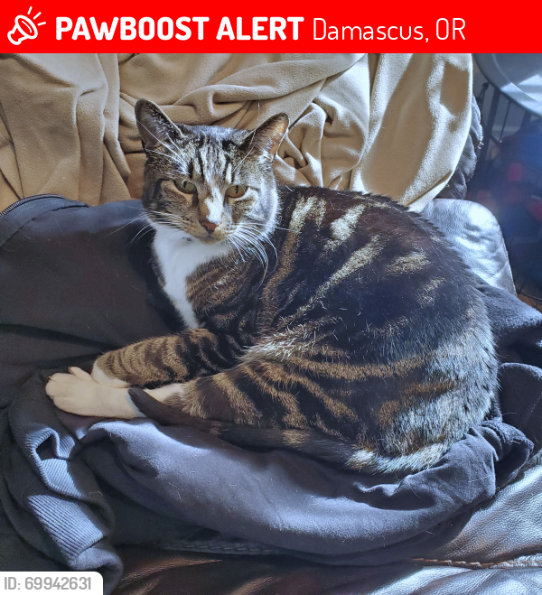 Lost Male Cat last seen Near SE 242nd Ave, Damascus, OR 97089, Damascus, OR 97089